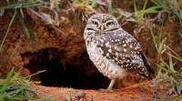 owl, jungleland, birds, bird watch, jungleland, jungleland birdwatching, indian express, indian express news