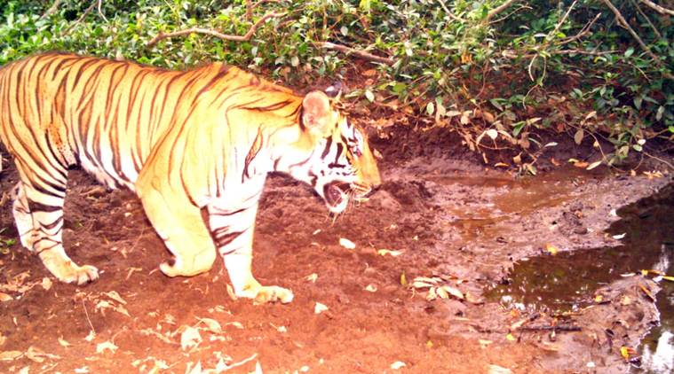 Goa Tiger, Tiger Goa, Goa National park tiger, Tiger goa national park, Tiger photo Goa, Goa tiger photo, Goa news,Indian Express