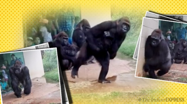 Gorillas, South Carolina zoo, Gorillas in rain, Gorillas rain viral video, Gorillas rain Riverbanks Zoo, zoo viral video, trending, indian express, indian express news