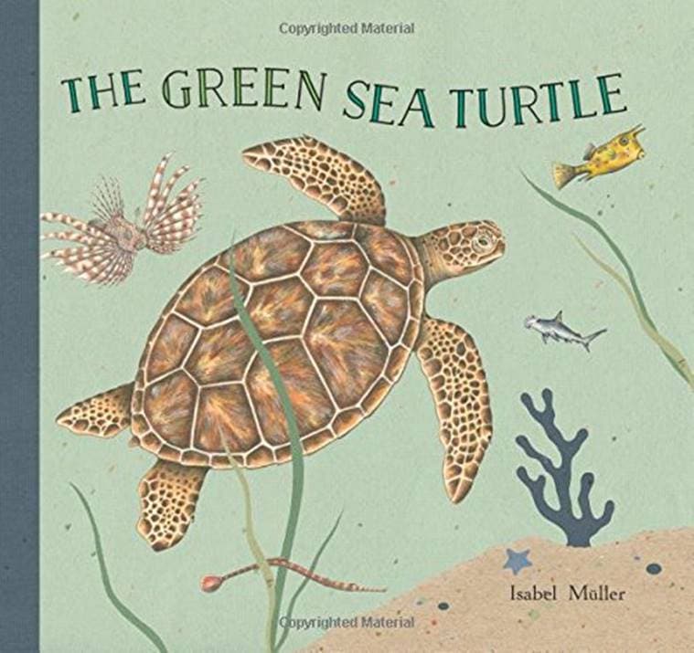 World Turtle Day: 11 children's books to learn more about turtles