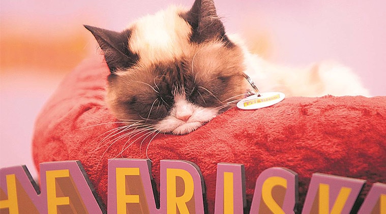 RIP Grumpy Cat: Looking back on her best memes, Article