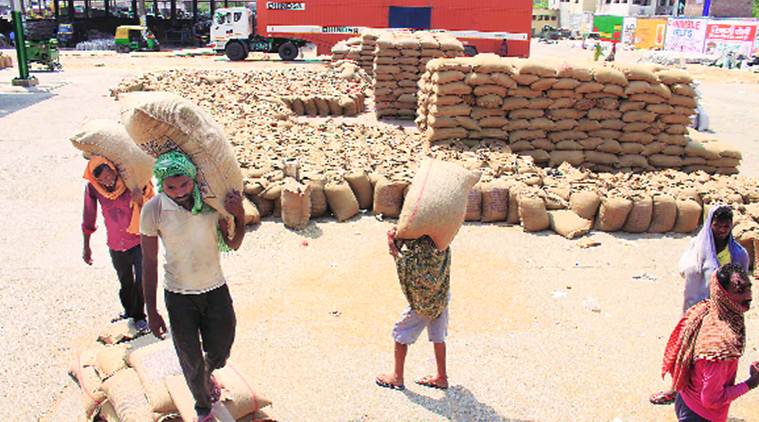 Punjab farmers, punjab wheat production, wheat production, wheat procurement, agrarian crisis, gunny bags, Indian express