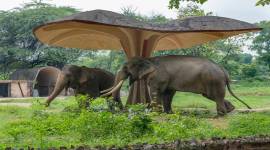 Habib Rahman, Kailash Sankhala, German naturalist, Peter Wohlleben, Carl Hagenbeck, Purana Qila, Sher Shah Gate, Ram Rahman, jungle, Central Public Works Department, Barrackpore Gandhi Ghat, Maulana Abul Kalam Azad, Fakhruddin Ali Ahmed, Delhi Zoo, indianexpress.com, Eye 2019, indianexpressonline, indianexpress,