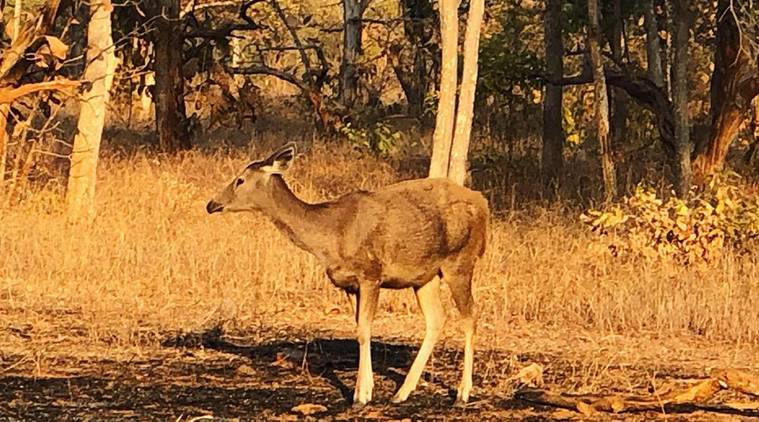 animal wild life, Pashan Garh safari lodge, wild, forest, Khajuraho, Assam