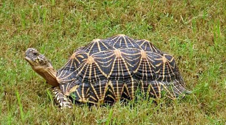 Wildlife biologists encourage people to spot endangered turtles ...