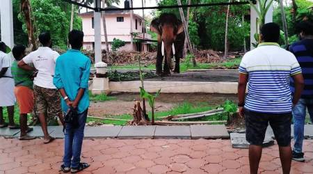 Thrissur Pooram, Thechikottukavu Ramachandran, Thrissur Pooram festival, Thrissur Pooram festival news, kerala Thrissur Pooram, kerala news,