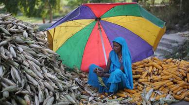 Rains have largely been absent in Marathwada and Vidarbha, the main belts for cotton, oilseed and pulses, where farmers have gone for bajra and maize as alternatives.