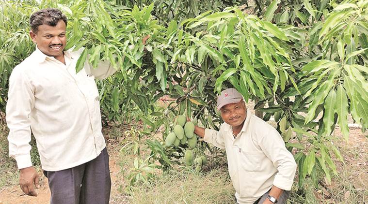 agrarian distress, agrarian distress maharashtra, farm distress, mango, mango farming, farmers, indian farmers