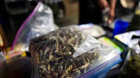 A vendor bags psilocybin mushrooms at a pop-up cannabis market in Los Angeles on Monday, May 6, 2019. Voters decide this week whether Denver will become the first U.S. city to decriminalize the use of psilocybin, the psychedelic substance in "magic mushrooms." (AP Photo/Richard Vogel)