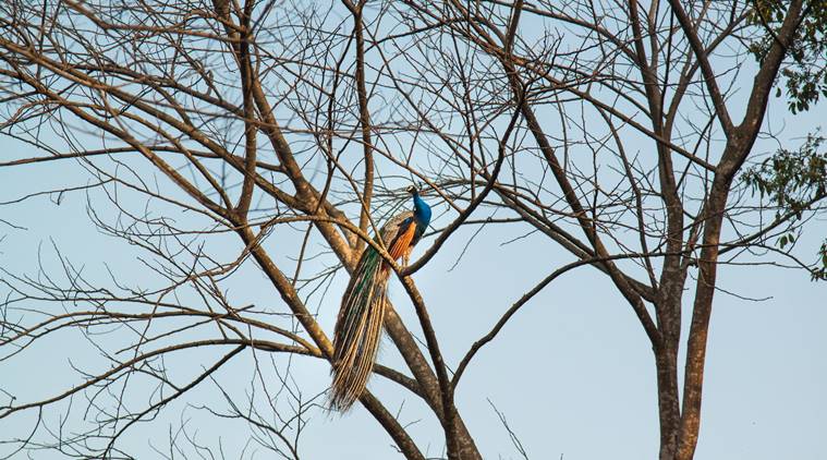 Nepali guide Subhash Gurung, Nepal Chitwan National Park, Southeast Asia, Kathmandu, Prem Gurung, Chitwan National Park, Asian paradise flycatcher, indian express, indian express news