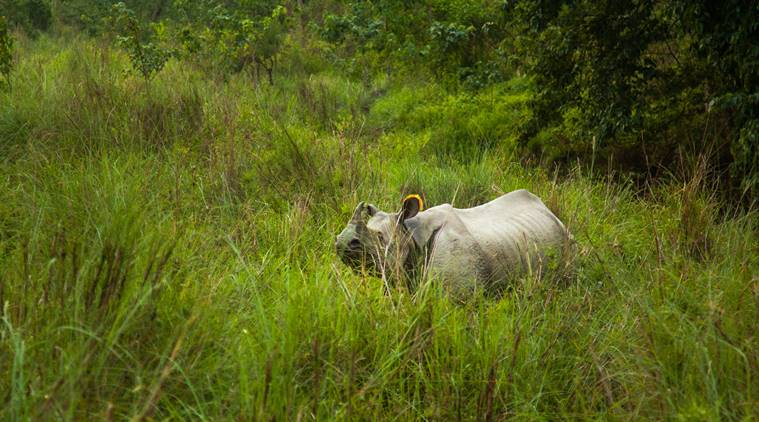 Nepali guide Subhash Gurung, Nepal Chitwan National Park, Southeast Asia, Kathmandu, Prem Gurung, Chitwan National Park, Asian paradise flycatcher, indian express, indian express news