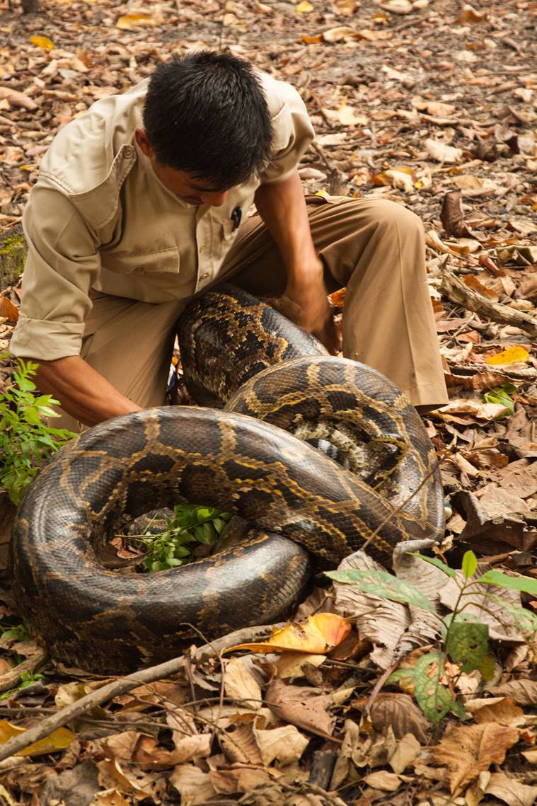 Nepali guide Subhash Gurung, Nepal Chitwan National Park, Southeast Asia, Kathmandu, Prem Gurung, Chitwan National Park, Asian paradise flycatcher, indian express, indian express news