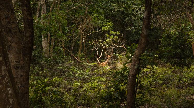 Nepali guide Subhash Gurung, Nepal Chitwan National Park, Southeast Asia, Kathmandu, Prem Gurung, Chitwan National Park, Asian paradise flycatcher, indian express, indian express news