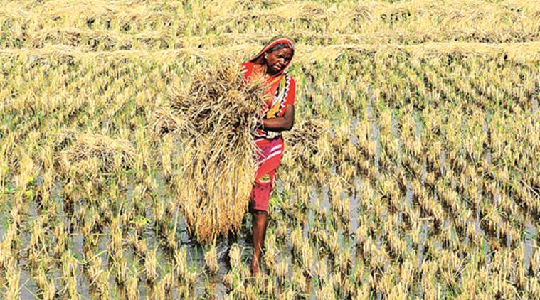 How advancing paddy sowing by a week helps Punjab farmers, and Congress