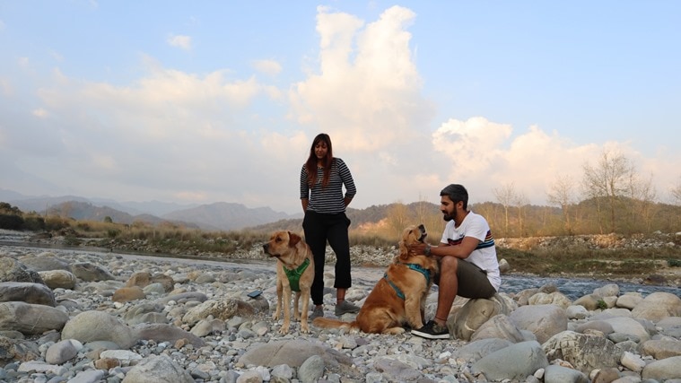 travel, travel with dogs, india, Labrador, golden retriever, indian express