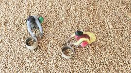gujarat, gujarat farmers, potato, potato farmers, pepsico india, indian express