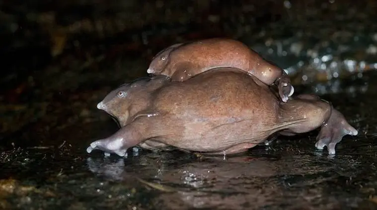 Purple frog, believed to have shared space with dinosaurs, set to be crowned Kerala's state amphibian
