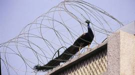 Charles Darwin, environmentalist Ranjit Lal, Eye2019, Eyestories, indianexpress.com, indianexpress, indianexpressnews, indianexpressonline, mothernature, ornamental gewgaws,Cherchez la femme, peacock feathers, peacock dance, peacocks,