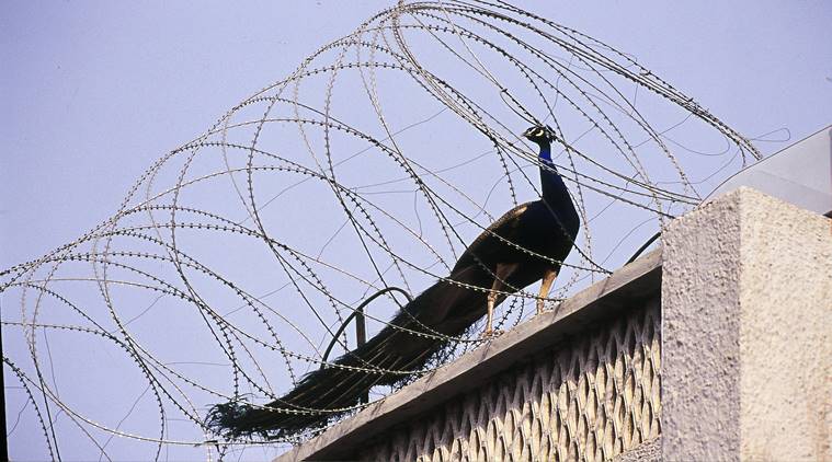 Charles Darwin, environmentalist Ranjit Lal, Eye2019, Eyestories, indianexpress.com, indianexpress, indianexpressnews, indianexpressonline, mothernature, ornamental gewgaws,Cherchez la femme, peacock feathers, peacock dance, peacocks,