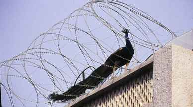 Charles Darwin, environmentalist Ranjit Lal, Eye2019, Eyestories, indianexpress.com, indianexpress, indianexpressnews, indianexpressonline, mothernature, ornamental gewgaws,Cherchez la femme, peacock fpeacock dance, peacocks,