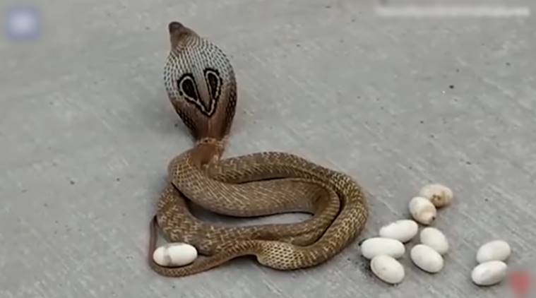 snake. cobra, snake lays egg, cobra lays egg viral video, Karnataka, snake on Karnataka streets, cobra viral video, cobra laying eggs Karnataka viral video, indian express, indian express news