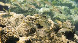 species, extinction of species, transformative changes, global warming, indian express