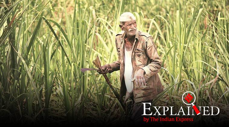 express explained, sugarcane millers, sugarcane crushing season, Harvesting and Transportation charges, fair remunerative price, explained news, indian express