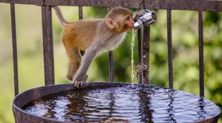 Jammu: A monkey drinks water from a leaking tap on a hot summer day, in Jammu, Friday, May 03, 2019. (PTI Photo)(PTI5_3_2019_000086B)
