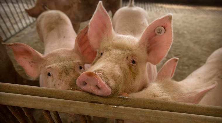 assam pigs death, pork diseases, assam coronavirus cases, assam news, latest news, indian express