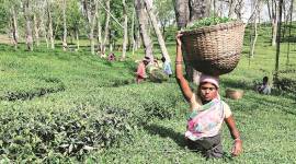 tea plantation, kangra, palampur, himachal pradesh, hill town, indian express