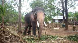 Ramachandran, thechikottukavu pooram, Ramanthara, elephants, indianexpress.com, indianexpressonline, indianexpress, Eye 2019, Eye, Thrissur, Heritage Animal Task Force, Kerala’s Forest Minister, Peramangalam village, thalapokkam, Kerala Elephant Owners’ Federation,Facebookm, thidambu, Vadakkumnathan Temple,