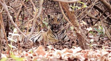 Tiger kills one in Brahmapuri forest in Chandrapur district