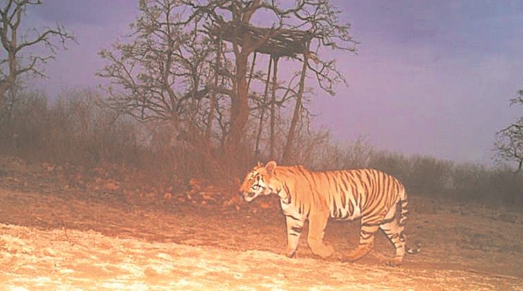 tiger, man eating tiger, maneating tigress killed, tiger killed, Yavatmal forests, maharashtra tiger killed, maharashtra tigress killed