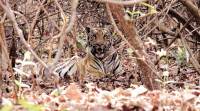 tiger Tiger kills one in Brahmapuri forest in Chandrapur district