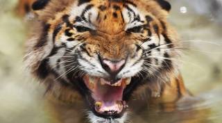 Tigers in india, Tiger population india, how many tigers in india, Indian tigers, Tiger census 2019, tiger census, tiger pictures, express investigation