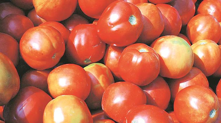 tomato prices, tomato prices in pune, tomato prices increase in pune, pune news