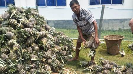 tripura, tripura pineapple export, pineapple sale in tripura, comilla, tripura pineapple export business, doha, dubai