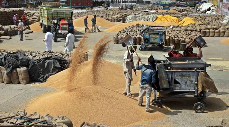 Wheat procurement: Punjab surpasses Centre's target, set for record produce | Cities News,The Indian Express
