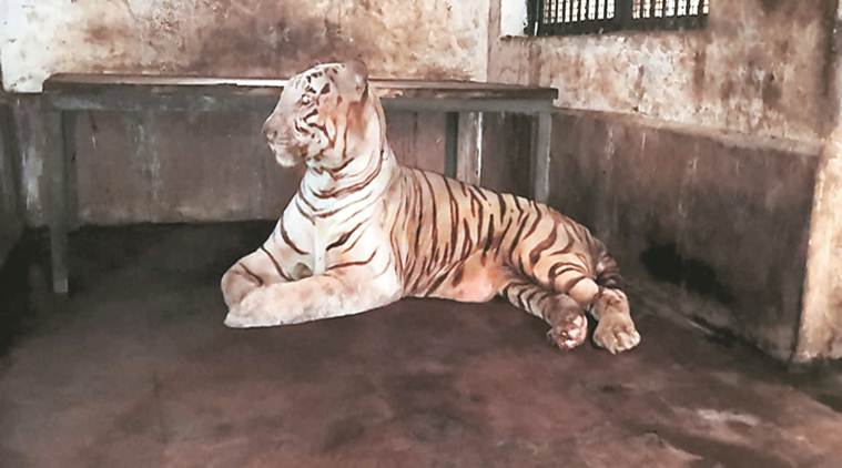 Unable to walk for 10 years, SGNP’s only white tiger dies at 18