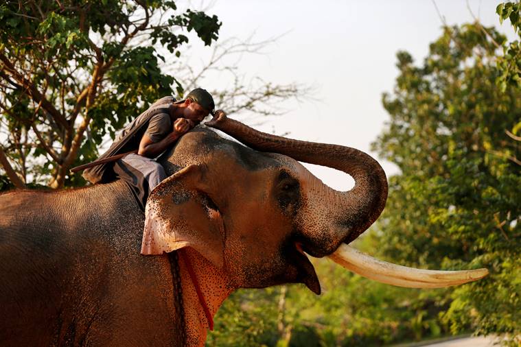 In Thailand, a white elephant fit for new king World News The