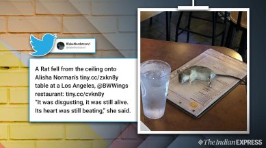 Live rat falls from ceiling onto customer's table in Los Angeles restaurant  | Trending News,The Indian Express