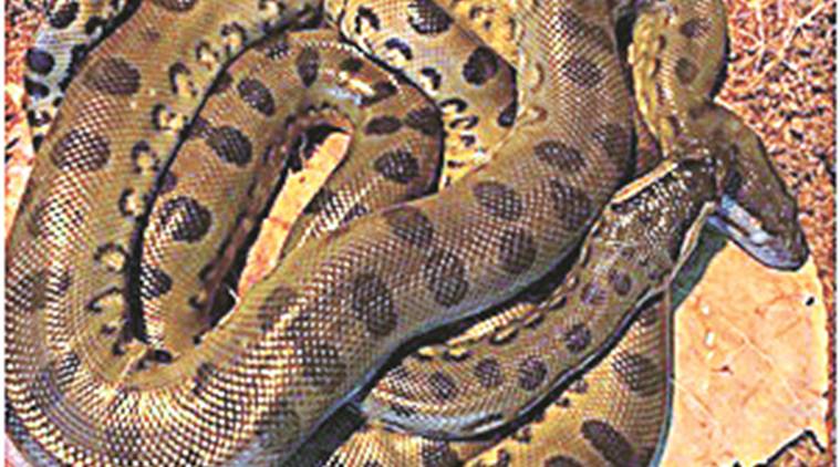 Parthenogenesis How An Anaconda Gave Birth Without A Male Explained News The Indian Express