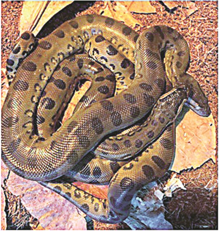 Parthenogenesis How An Anaconda Gave Birth Without A Male Explained News The Indian Express