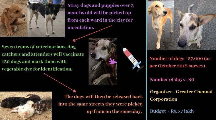 Chennai corporation to begin anti-rabies vaccination drive for stray ...