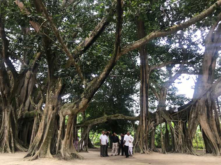 Assam, Assam banyan tree, assam 207 year old banyan tree, assam tree birthday, assam news, assam tree happy birthday, assam banyan tree video