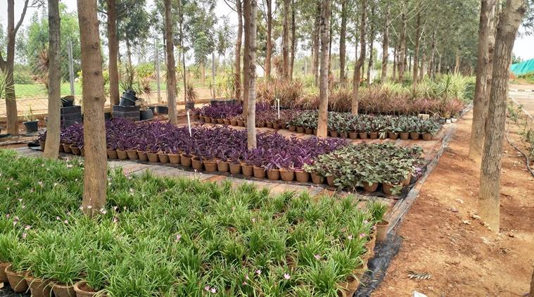 bangalore-airport-plants-environment-day-10,000-bengaluru