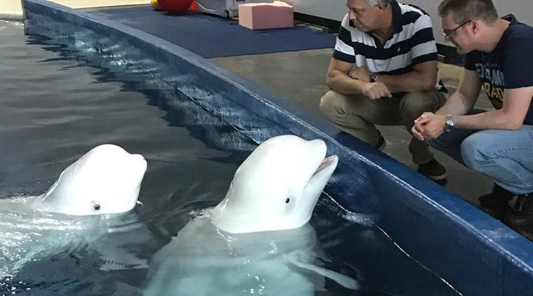 Beluga whales