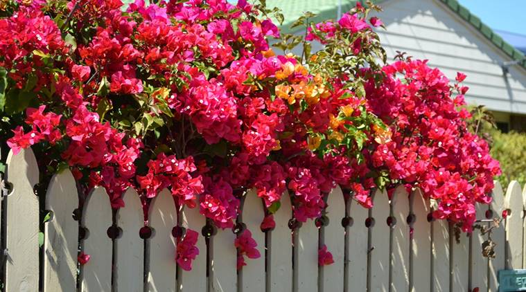 bougainvillea, bougainvillea plant, bougainvillea spring, how to grow bougainvillea