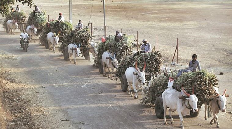 Maharashtra: Sugarcane cultivation area shrinks by 3 lakh hectares