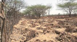 Delhi, Delhi News, Delhi green cover, NGT, rajokri, rajokri tree felling, delhi green patches, delhi trees fell, Indian Express